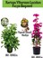 Kartopu Viburnum 1 Adet+Fuşya Begonvil 1 Adet+Yaprak Güzeli Hediye Bahçe Bitkisi 1