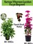 Kartopu Viburnum 1 Adet+Fuşya Begonvil 1 Adet+Yaprak Güzeli Hediye Bahçe Bitkisi 1