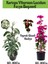 Kartopu Viburnum 1 Adet+Fuşya Begonvil 1 Adet+Yaprak Güzeli Hediye Bahçe Bitkisi 1