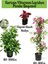 Kartopu Viburnum 1 Adet+Pembe Begonvil 1 Adet+Yaprak Güzeli Hediye Bahçe Bitkisi 1