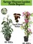 Kartopu Viburnum 1 Adet+Pembe Begonvil 1 Adet+Yaprak Güzeli Hediye Bahçe Bitkisi 1