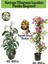 Kartopu Viburnum 1 Adet+Pembe Begonvil 1 Adet+Yaprak Güzeli Hediye Bahçe Bitkisi 1