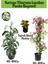 Kartopu Viburnum 1 Adet+Pembe Begonvil 1 Adet+Yaprak Güzeli Hediye Bahçe Bitkisi 1