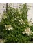 Sarmaşık Ortanca Hydrangea anomale Petiolaris, İTHAL, Saksıda 1