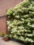 Sarmaşık Ortanca Hydrangea anomale Petiolaris, İTHAL, Saksıda 2