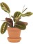 Dua Çiçeği Maranta 30 cm - Ezan Çiçeği Kalatya 1