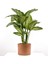 Difenbahya Bitkisi (Dieffenbachia Tropic Snow) Ruby Terra Cotta Saksılı 80-100 cm 1