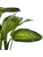Difenbahya Bitkisi (Dieffenbachia Tropic Snow) Ruby Terra Cotta Saksılı 80-100 cm 2