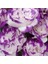 Katmerli S.blue Picotee Lisianthus Çiçeği Fidesi (10 Adet) 2