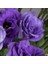 Katmerli Herous Lisianthus Çiçeği Fidesi (3 Adet) 2