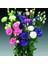 Mix Karışık Renkli Lisianthus Çiçeği Çiçeği Fidesi (10 Adet) 2