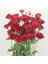 Tohum Bul Katmerli Advantage Red Lisianthus Çiçeği Fidesi (3 Adet) 2