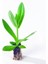 Katmerli Herous Lisianthus Çiçeği Fidesi (3 Adet) 1