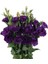 Tohum Bul Katmerli Advantage Purple Lisianthus Çiçeği Fidesi (10 Adet) 2