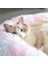 Koyu Gri Tarzı S-50CM Pet Yatak Köpek Kedi Yuvarlak Sıcak Uyku Mat Uzun Peluş Köpek Yastık Taşınabilir Kedi Malzemeleri Kediler Yuva Kanepe Köpek Aksesuarları (Yurt Dışından) 4