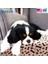 Turuncu-Kemik Stili 70X80CM Su Geçirmez Yeniden Kullanılabilir Köpek Yatak Paspasları Köpek Idrar Pedi Yavru Işemek Pet Eğitim Için Hızlı Emici Ped Halı Abd Stok (Yurt Dışından) 4