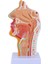 Burun Boşluğu Boğaz Anatomisi Modeli Insan Anatomik Farenks Larinks Modeli Öğrenciler Için Çalışma Ekranı Öğretim (Yurt Dışından) 1