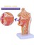 Burun Boşluğu Boğaz Anatomisi Modeli Insan Anatomik Farenks Larinks Modeli Öğrenciler Için Çalışma Ekranı Öğretim (Yurt Dışından) 2