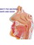 Burun Boşluğu Boğaz Anatomisi Modeli Insan Anatomik Farenks Larinks Modeli Öğrenciler Için Çalışma Ekranı Öğretim (Yurt Dışından) 4
