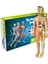 Insan Vücudu Modeli Gövde Anatomisi Modeli Çocuk 3D Insan Anatomisi Oyuncak Tıp Öğrencisi Eğitim Bilimi Seti Bilim (Yurt Dışından) 1