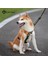 Siyah ve Sarı Tarzı S Beden Ayarlanabilir Naylon Köpek Koşum Moda Göğüs Yelek Hiçbir Çekme Pet Köpek Koşum Küçük Orta Büyük Köpekler Için Corgi Köpek Malzemeleri (Yurt Dışından) 3