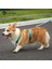 Siyah ve Sarı Tarzı S Beden Ayarlanabilir Naylon Köpek Koşum Moda Göğüs Yelek Hiçbir Çekme Pet Köpek Koşum Küçük Orta Büyük Köpekler Için Corgi Köpek Malzemeleri (Yurt Dışından) 5