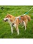 Renkli Stil S Beden Ayarlanabilir Naylon Köpek Koşum Moda Göğüs Yelek Hiçbir Çekme Pet Köpek Koşum Küçük Orta Büyük Köpekler Için Corgi Köpek Malzemeleri (Yurt Dışından) 4