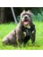 Kırmızı 8813 Tarzı M Beden Yansıtıcı Pet Köpek Koşum Aksesuarları Köpekler Eğitim Yelek Pet Büyük Köpekler Için Tasma Ayarlanabilir Koşum Hizmeti Köpek Kurşun Yastıklı Halat (Yurt Dışından) 2