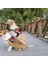 Pur 2.4m Tarzı M Çap 0.8cm Yürüyüş 2 Iki Köpek Bir Tasma Naylon Dolaşmayan Köpek ve Kedi Için Pet Tasma Küçük Orta Büyük Köpekler Için Koşu Pitbull Bulldog Puglar (Yurt Dışından) 4