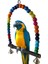 Tahta Çubuk 10CM Tarzı Ahşap Kuş Salıncak Oyuncak Cockatiels Parakeets Kafes Aksesuarları Için Asılı Bells ile Kuş Kafesi Papağan Levrek Standı Oyun Spor Salonu (Yurt Dışından) 5