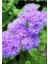 Ageratum Vapur Dumanı Çiçeği Tohumu (Açık Mavi-Eflatun) 100 Adet 3