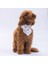 Gri Smokin Kedi Köpek Fuları Pet Bandanası 5