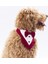 Bordo Smokin Kedi Köpek Fuları Pet Bandanası 4