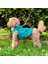 Yeni - Çam Yeşili Renk Kot Köpek Yeleği - Küçük Irklar Için Şık ve Rahat Yelek (0-15KG) 1