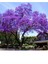 Tüplü Dünyanın En Hızlı Büyüyen Agacı Paulownia Pavlonya Fidanı 3