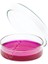 150*15 Petri Dish (1 Paket 10 Adet) 2