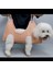 Kedi Köpek Hamak Pet Tırnak Kesimi Bakım Hamak (Yurt Dışından) 2