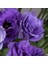 Katmerli Herous Lisianthus Çiçeği Fidesi (10 Adet) 1