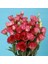 Katmerli Advantage Crimson Lisianthus Çiçeği Fidesi (3 Adet) 1