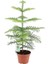 Salon Çamı Bitkisi Araucaria Heterophylla Küçük Boy 1