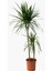 Madagaskar Dragon Ağacı Dracaena Marginata 1