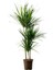 Madagaskar Dragon Ağacı Dracaena Marginata 2