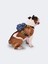 Fb Pet Canta Arma Logo 2