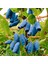 Saksıda Meyve Veren Honeyberry (Bal Yemişi) Fidan Yaş 2 Boy 50-70 cm 2