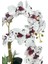 Yapay Çiçek 2li Benekli Bordo Islak Orkide Seramik Saksıda Orkide 60CM 4