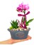 Miss Me Orkide & Kayık Flower Beton Saksıda Orkide Çiçeği Howartia Sukulent Iç Mekan Bitkileri 2