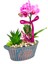 Miss Me Orkide & Kayık Flower Beton Saksıda Orkide Çiçeği Howartia Sukulent Iç Mekan Bitkileri 3