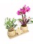 Cream Butterfly Serisi Phalaenopsis Orkide ve Canlı Lavanta Yüzük Kutulu Canlı Bitki Çiçek Hediye 1