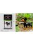 Kutu Stili ile 8109 Wisehawk Elmas Mini Yapı Taşları Hayvan Oyuncak Çanta Yapı Taşları A1-B26 Çocuklar Için Köpek Kedi Kuş Hayvan Serisi Hediyeler (Yurt Dışından) 4