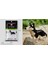 D1 Stili 1 Adet Hayvan Modeli Figürleri Mini Bloklar 3D Geyik Ayı Köpek Kedi Kartal Yapı Tuğlası Eğitici Oyuncak Çocuklar Için Doğum Günü Hediyesi Kız (Yurt Dışından) 1